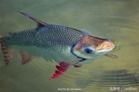 飛鳳魚品種|飛鳳魚 (飛鳳):簡介,形態特徵,生長分布,飼養方法,